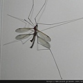 昆蟲綱_雙翅目_大蚊科_山田大蚊-雄_苗栗-鹿廚坑_20130505