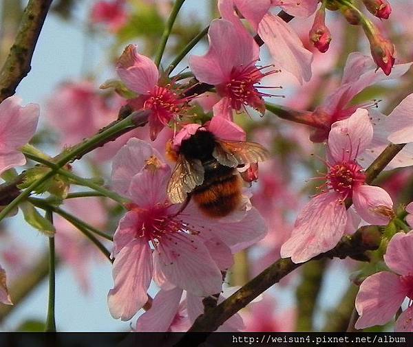 昆蟲綱_膜翅目_蜜蜂科_熊蜂屬_雙色熊蜂_苗縣-卓也小屋_20140228