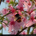 昆蟲綱_膜翅目_蜜蜂科_熊蜂屬_雙色熊蜂_苗縣-卓也小屋_20140228