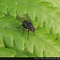 昆蟲綱_雙翅目_狂蠅總科_肉蠅科_肉蠅_苗縣-卓也小屋_20140228