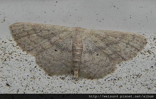 昆蟲綱_鱗翅目_尺蛾科_姬尺蛾亞科_微點姬尺蛾_竹縣-文化中心_20130503.JPG 昆蟲綱_鱗翅目_尺蛾科_姬尺蛾亞科_微點姬尺蛾_竹縣-文化中心_20130503.JPG