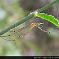 蛛形綱_蛛形目_長腳蛛科_大銀腹蛛-雄_竹縣-九芎湖_20140406