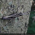 昆蟲綱_直翅目_蝗科_林蝗_竹縣-飛鳳山_20130601.JPG