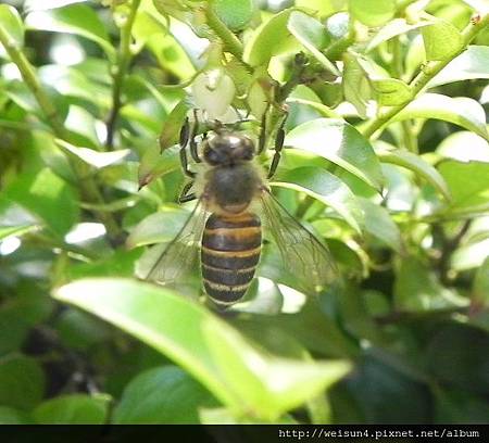 昆蟲綱_膜翅目_蜜蜂科_中國蜂_竹縣-文化中心_20130505.JPG 昆蟲綱_膜翅目_蜜蜂科_中國蜂_竹縣-文化中心_20130505.JPG