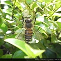 昆蟲綱_膜翅目_蜜蜂科_中國蜂_竹縣-文化中心_20130505.JPG
