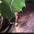 昆蟲綱_膜翅目_蟻科_臭巨山蟻_竹縣-飛鳳山_20140413