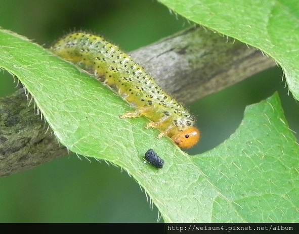 昆蟲綱_鱗翅目_粉蝶科_輕海紋白蝶_竹縣-飛鳳山_20140413