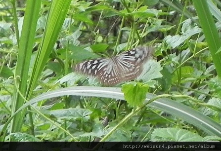 昆蟲綱_鱗翅目_蛺蝶科_琉球青斑蝶_苗縣-鹿廚坑_20140420.JPG