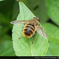 昆蟲綱_雙翅目_蜂虻科_蜂虻_苗縣-鹿廚坑_20140420.JPG