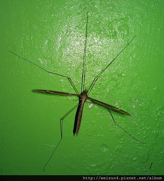 昆蟲綱_雙翅目_大蚊科_針大蚊-雌_苗縣-神龍山莊_20140426