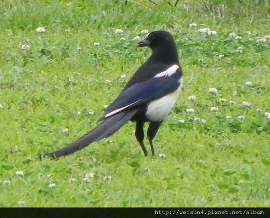 鳥綱_雀形目_鴉科_喜鵲_北市-政治大學_20140504 鳥綱_雀形目_鴉科_喜鵲_北市-政治大學_20140504