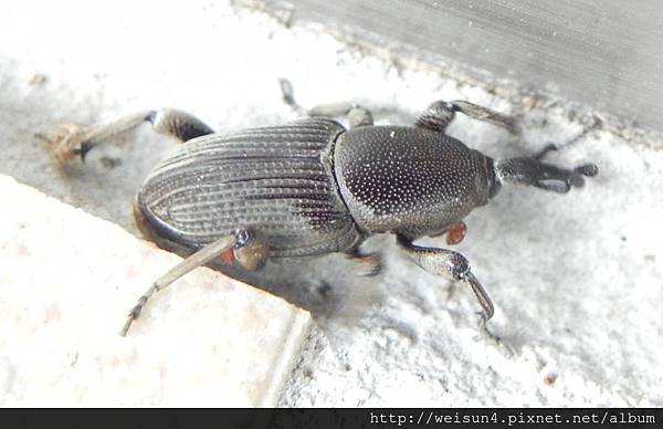 昆蟲綱_鞘翅目_象鼻蟲科_象鼻蟲_竹縣-關西_20140518.JPG 昆蟲綱_鞘翅目_象鼻蟲科_象鼻蟲_竹縣-關西_20140518.JPG