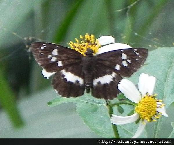 昆蟲綱_鱗翅目_弄蝶科_玉帶弄蝶_竹縣-九芎湖_20140525.JPG 昆蟲綱_鱗翅目_弄蝶科_玉帶弄蝶_竹縣-九芎湖_20140525.JPG