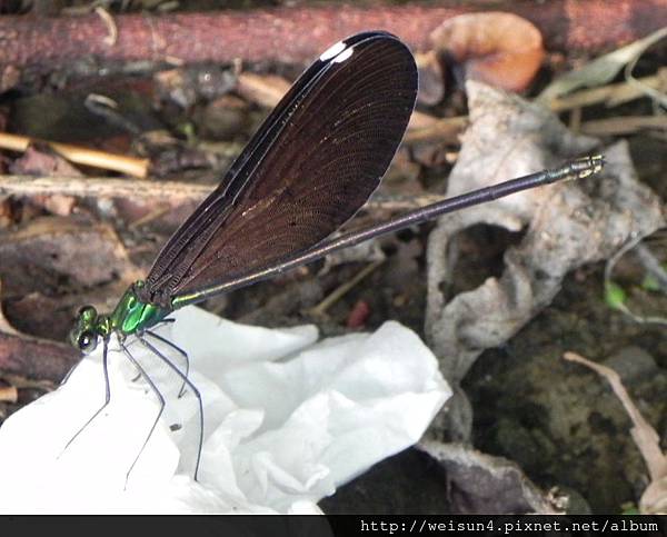 昆蟲綱_蜻蛉目_珈蟌科_白痣珈蟌-雌_竹縣-九芎湖_20140525.JPG 昆蟲綱_蜻蛉目_珈蟌科_白痣珈蟌-雌_竹縣-九芎湖_20140525.JPG