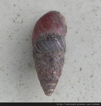 腹足綱_柄眼目_扁蝸牛科_大釘蝸牛_苗縣-清安_20140601.JPG 腹足綱_柄眼目_扁蝸牛科_大釘蝸牛_苗縣-清安_20140601.JPG