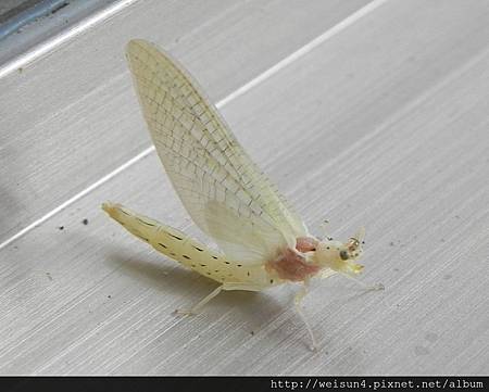 昆蟲綱_蜉蝣目_蜉蝣科_東方蜉蝣_竹縣-關西_20140518.JPG 昆蟲綱_蜉蝣目_蜉蝣科_東方蜉蝣_竹縣-關西_20140518.JPG