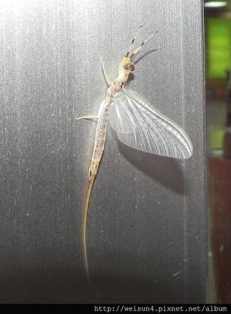 昆蟲綱_蜉蝣目_蜉蝣科_蜉蝣_竹縣-關西_20140518_.JPG 昆蟲綱_蜉蝣目_蜉蝣科_蜉蝣_竹縣-關西_20140518_.JPG