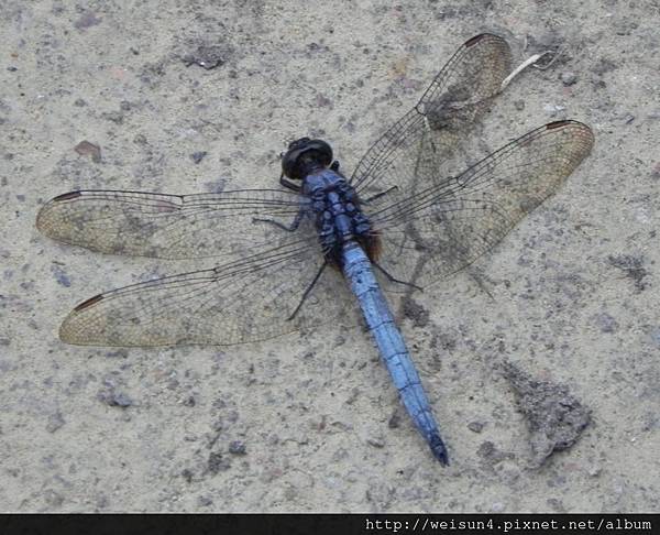 昆蟲綱_蜻蛉目_蜻蜓科_金黃蜻蜓-雄_竹縣-飛龍步道_20140602.JPG 昆蟲綱_蜻蛉目_蜻蜓科_金黃蜻蜓-雄_竹縣-飛龍步道_20140602.JPG
