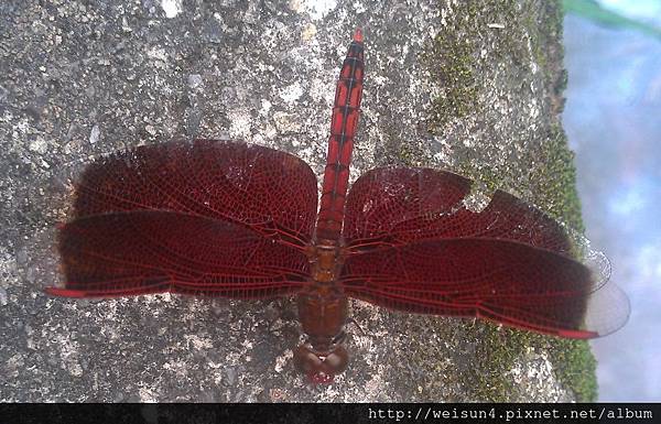 昆蟲綱_蜻蛉目_蜻蜓科_善變蜻蜓_雄_竹市_20140528.jpg 昆蟲綱_蜻蛉目_蜻蜓科_善變蜻蜓_雄_竹市_20140528.jpg