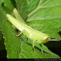 昆蟲綱_直翅目_斑腿蝗科_台灣小稻蝗-若蟲-殘_竹縣-飛龍步道_20140602