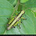 昆蟲綱_直翅目_蝗科_瘤喉蝗_竹縣-九芎湖_20140525.JPG