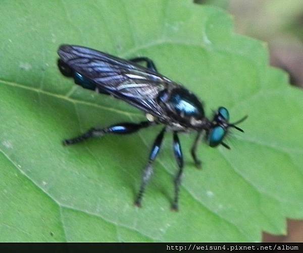 昆蟲綱_雙翅目_食蟲虻科_食蟲虻_竹縣-九芎湖_20140525.JPG 昆蟲綱_雙翅目_食蟲虻科_食蟲虻_竹縣-九芎湖_20140525.JPG