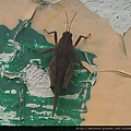 昆蟲綱_直翅目_稜蝗科_棘稜蝗_苗縣-神龍山莊_20140526.jpg