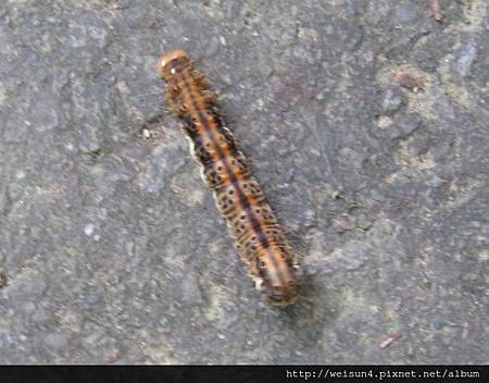 昆蟲綱_鱗翅目_夜蛾科_圓端擬燈蛾_獅山古道_20100704.jpg 昆蟲綱_鱗翅目_夜蛾科_圓端擬燈蛾_獅山古道_20100704.jpg