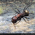昆蟲綱_膜翅目_蟻科_臭巨山蟻_竹縣-九芎湖_20140525.JPG