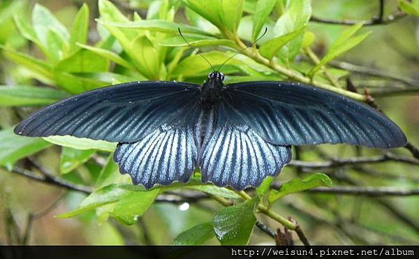 昆蟲綱_鱗翅目_鳳蝶科_大鳳蝶-雄_竹縣-關西_20140615.JPG 昆蟲綱_鱗翅目_鳳蝶科_大鳳蝶-雄_竹縣-關西_20140615.JPG