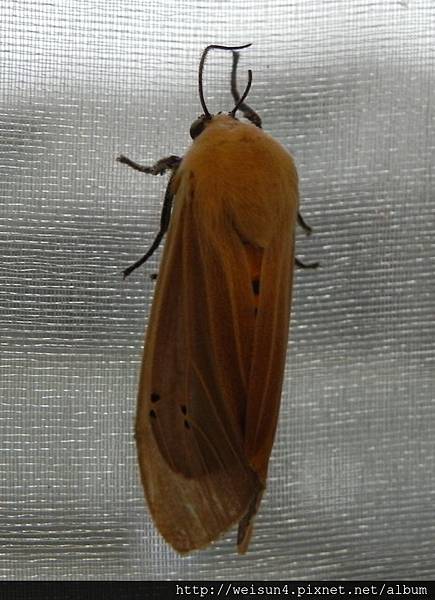 昆蟲綱_鱗翅目_燈蛾科_灰白燈蛾_竹縣-新埔_20140615.JPG 昆蟲綱_鱗翅目_燈蛾科_灰白燈蛾_竹縣-新埔_20140615.JPG