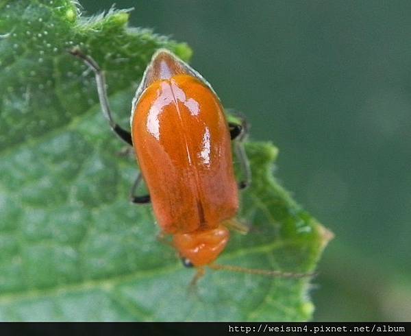 昆蟲綱_鞘翅目_金花蟲科_黃守瓜_竹市-香山_20140619.JPG