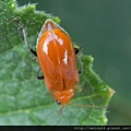 昆蟲綱_鞘翅目_金花蟲科_黃守瓜_竹市-香山_20140619.JPG