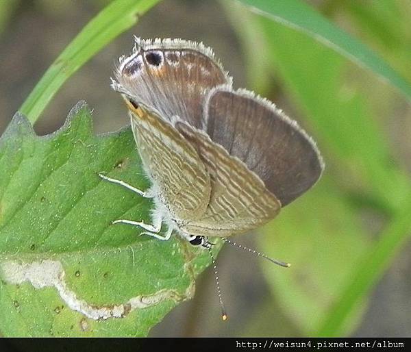 昆蟲綱_鱗翅目_小灰蝶科_波紋小灰蝶_竹市-香山_20140619.JPG