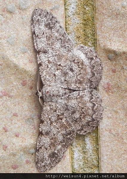 昆蟲綱_鱗翅目_尺蛾科_姬尺蛾亞科_灰小姬尺蛾_竹縣-關西_20140622.JPG 昆蟲綱_鱗翅目_尺蛾科_姬尺蛾亞科_灰小姬尺蛾_竹縣-關西_20140622.JPG