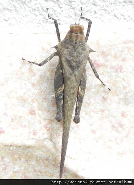 昆蟲綱_直翅目_菱蝗科_蓬萊脊菱蝗_竹縣-關西_20140622.JPG 昆蟲綱_直翅目_菱蝗科_蓬萊脊菱蝗_竹縣-關西_20140622.JPG
