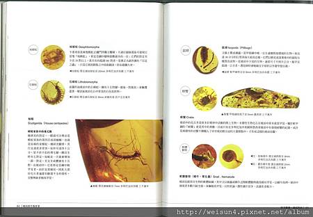 時空膠囊-琥珀d_P84+85.jpg 時空膠囊-琥珀d_P84+85.jpg