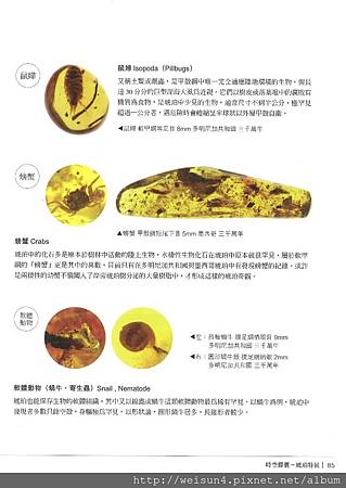 時空膠囊-琥珀d_P85.jpg 時空膠囊-琥珀d_P85.jpg