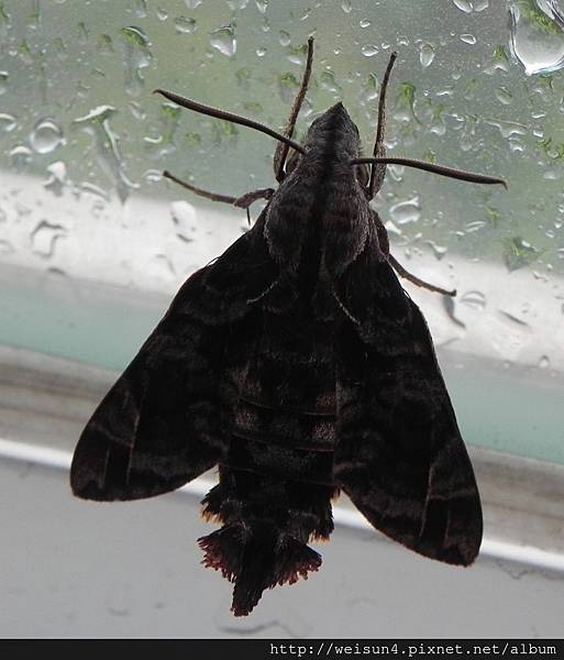 昆蟲綱_鱗翅目_天蛾科_長喙天蛾_苗縣-薑麻園_20140629.JPG 昆蟲綱_鱗翅目_天蛾科_長喙天蛾_苗縣-薑麻園_20140629.JPG