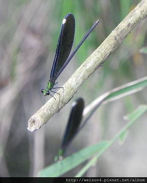 昆蟲綱_蜻蛉目_珈蟌科_白痣珈蟌-雌_竹縣-九芎湖_20140705.JPG 昆蟲綱_蜻蛉目_珈蟌科_白痣珈蟌-雌_竹縣-九芎湖_20140705.JPG