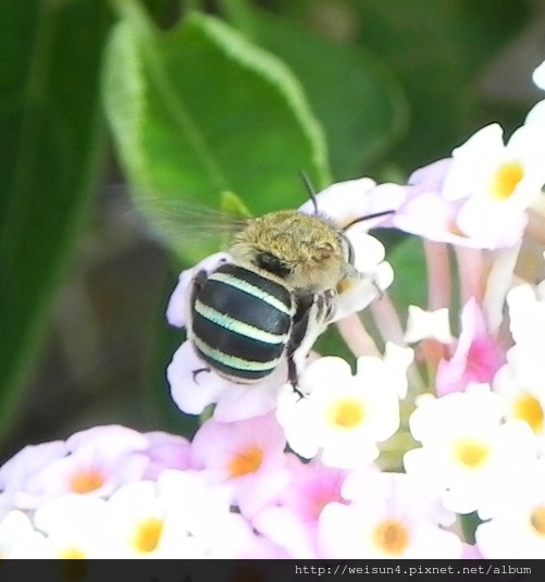 昆蟲綱_膜翅目_蜜蜂科_青條花蜂_竹縣-九芎湖_20140705.JPG 昆蟲綱_膜翅目_蜜蜂科_青條花蜂_竹縣-九芎湖_20140705.JPG