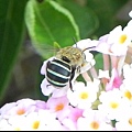 昆蟲綱_膜翅目_蜜蜂科_青條花蜂_竹縣-九芎湖_20140705.JPG