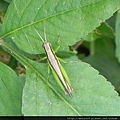 昆蟲綱_直翅目_斑腿蝗科_台灣稻蝗-2_苗縣-三義_20140629
