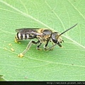 昆蟲綱_膜翅目_切葉蜂科_切葉蜂_苗縣-三義_20140629.JPG