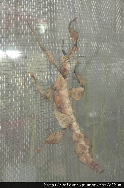 昆蟲綱_竹節目_竹節蟲科_幽靈竹節蟲_南投-木生_20140712.JPG 昆蟲綱_竹節目_竹節蟲科_幽靈竹節蟲_南投-木生_20140712.JPG