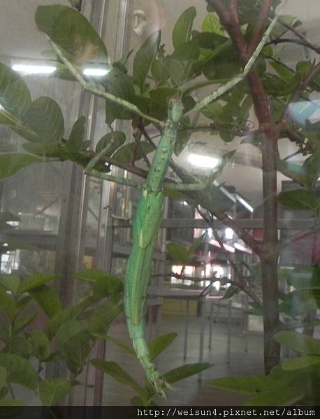 昆蟲綱_竹節目_竹節蟲科_扁竹節蟲_南投-木生_20140712.JPG 昆蟲綱_竹節目_竹節蟲科_扁竹節蟲_南投-木生_20140712.JPG