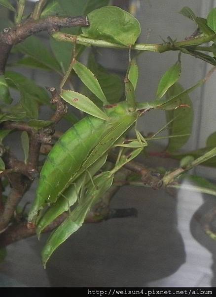 昆蟲綱_竹節目_葉脩科_葉脩_南投-木生_20140712.JPG 昆蟲綱_竹節目_葉脩科_葉脩_南投-木生_20140712.JPG