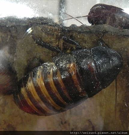昆蟲綱_蜚蠊目_匍蠊科_巨胸匍蜚蠊_南投-木生_20140712.JPG 昆蟲綱_蜚蠊目_匍蠊科_巨胸匍蜚蠊_南投-木生_20140712.JPG