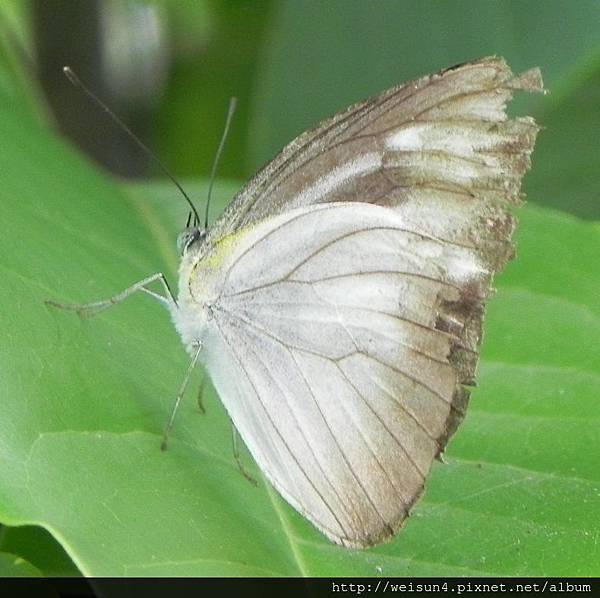 昆蟲綱_鱗翅目_粉蝶科_台灣紋白蝶_南投-木生_20140712