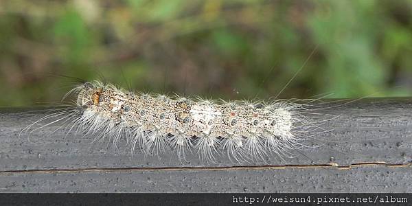 昆蟲綱_鱗翅目_毒蛾科_木毒蛾_桃縣-復興_20140908.JPG 昆蟲綱_鱗翅目_毒蛾科_木毒蛾_桃縣-復興_20140908.JPG
